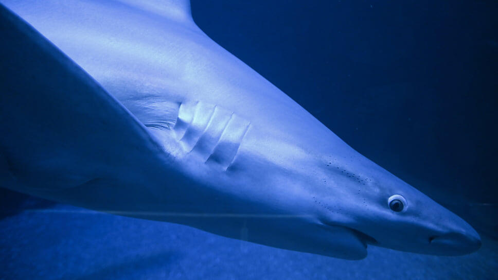 Фото: Алексей Витвицкий / Коммерсантъ