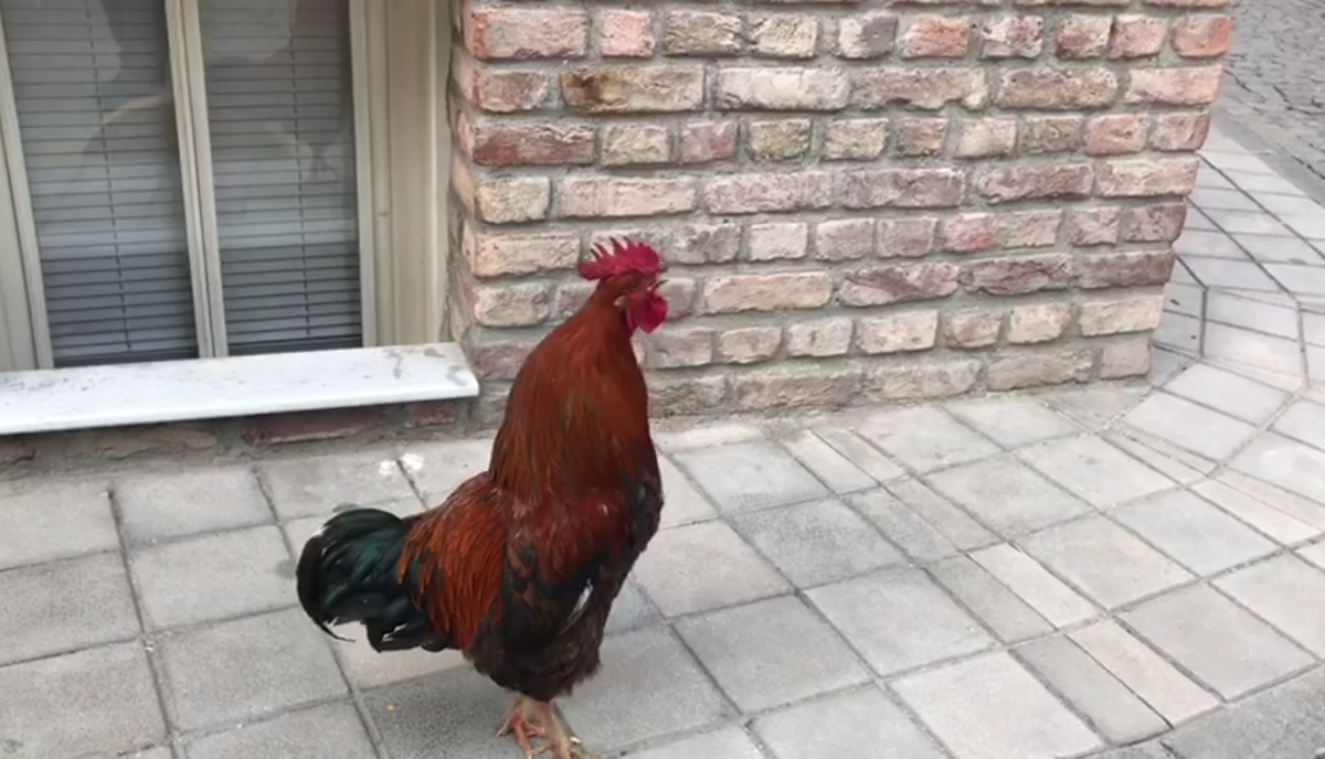 личный архив