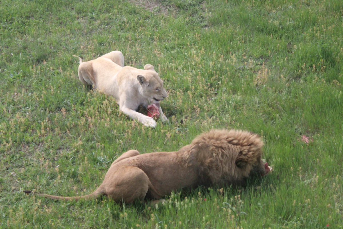 Их пустят на шаурму?