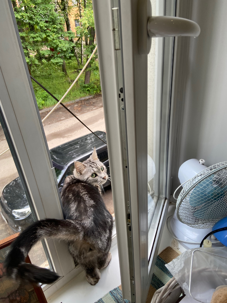 Мам! Ну проводи , вдруг там вороны!!!