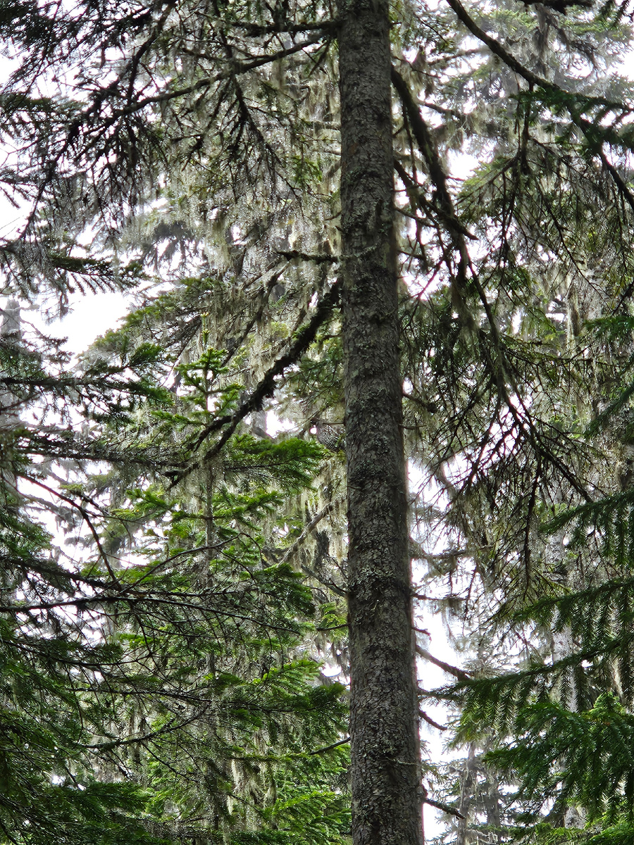 Найди птичку