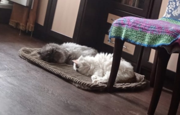 Котики. Синхронное спаньë.