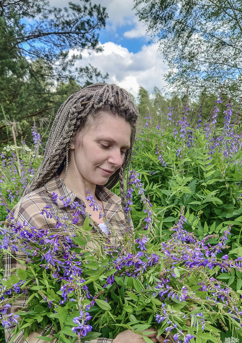 На сборах галеги лекарственной