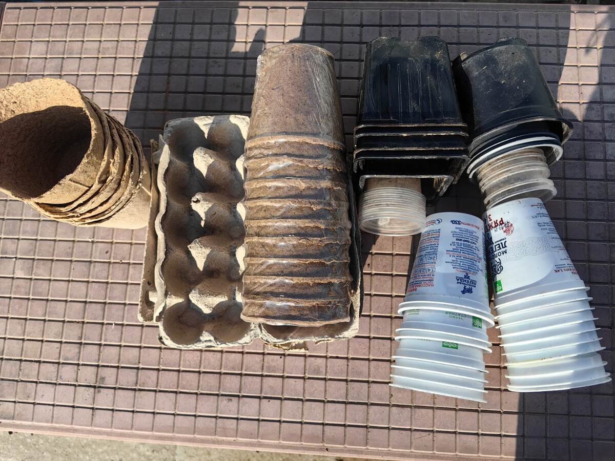 Пластиковые и торфяные горшочки. Чему отдать предпочтение? Фото Натальи Мироновой  