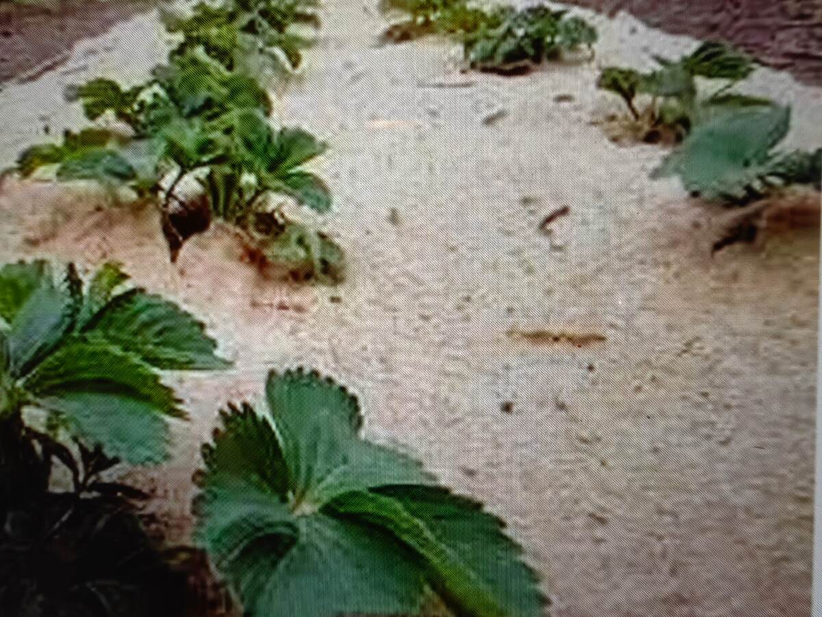 Применение льняного материала на клубничной грядке