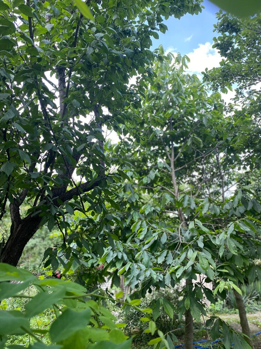 Загущенные посадки деревьев