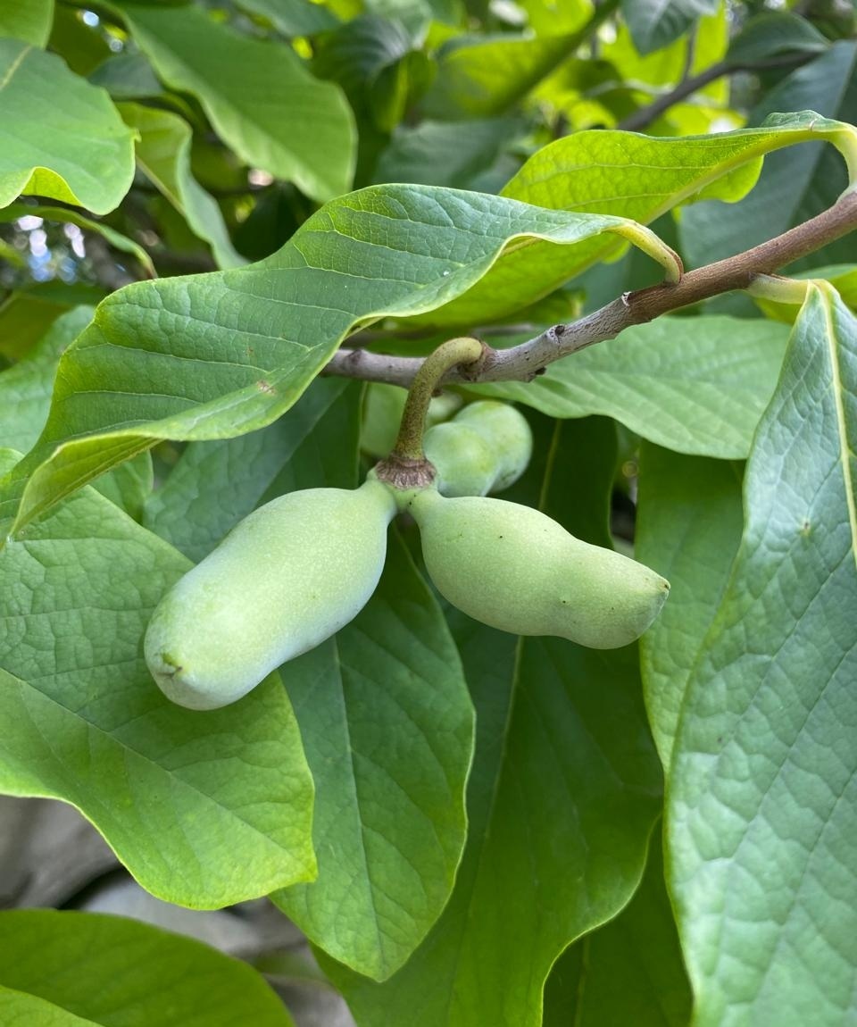 Плоды азимины