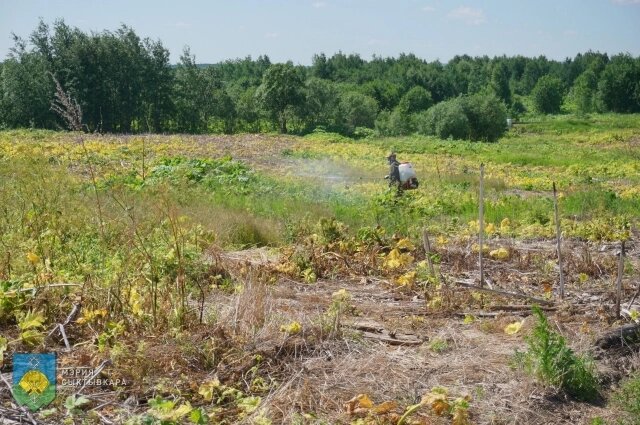    С борщевиком в Сыктывкаре борются много лет. Фото: Администрация Сыктывкара