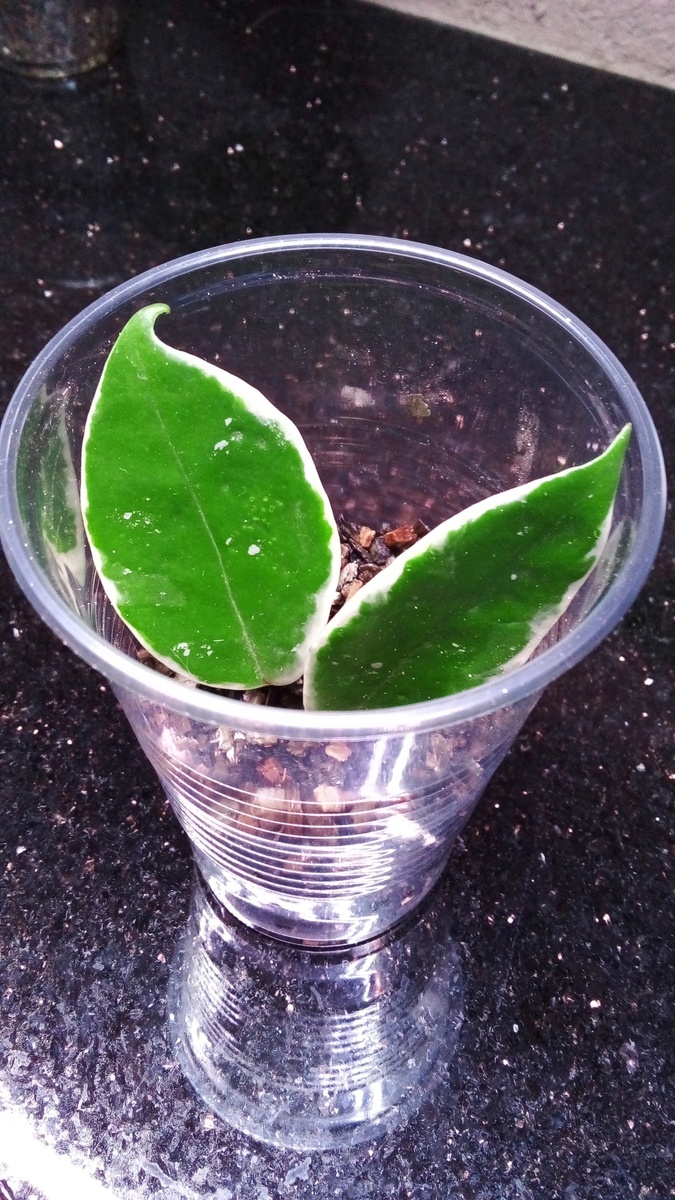 Hoya Carnosa Сrimson Queen (Хойя Малиновая Королева) - возможно названа за цветочки, которые розовые с ярко-бордовым центром, де еще и ароматные! Прелесть! А у меня пока укорененный череночек, буду растить)))