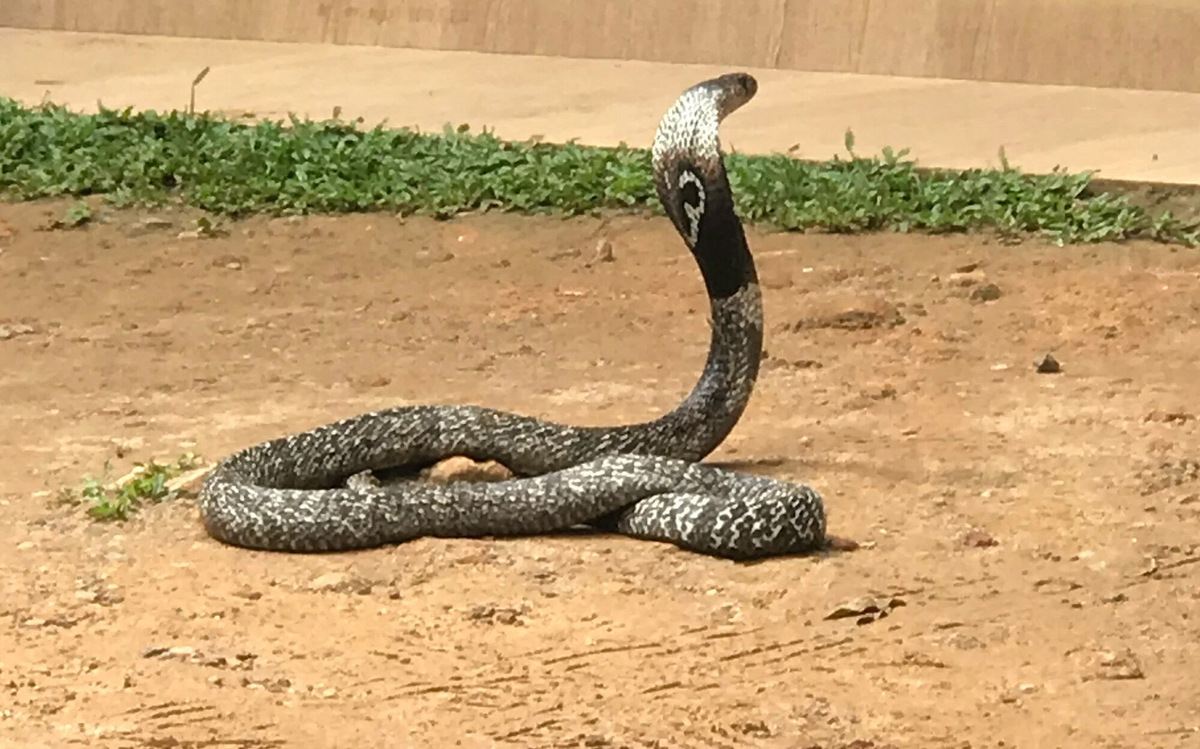 Вы можете наблюдать с безопасного расстояния. Некоторые не подходили близко, а смотрели с парковки, которая находится недалеко, буквально в 10 метрах от места, где хозяин показывает змей. Фото: Виктория Смирнова