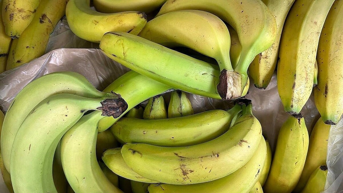    Фото: телеканал «Краснодар»