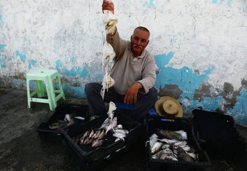  Известно о сотнях видов кальмара, но добывают лишь несколько   © РИА Новости. Наталья Селиверстова