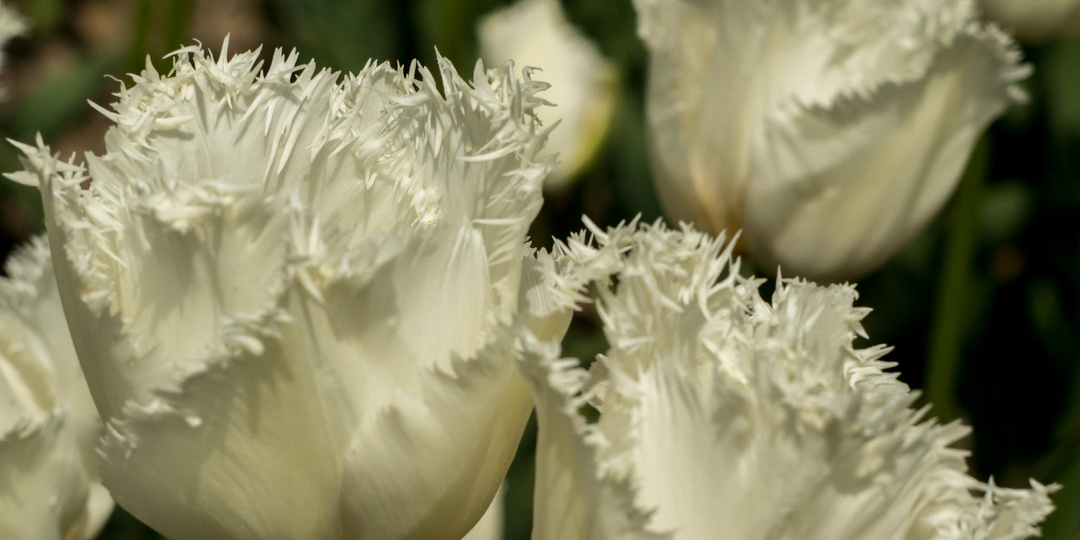 Антисад: мой честный список неудачных многолетников