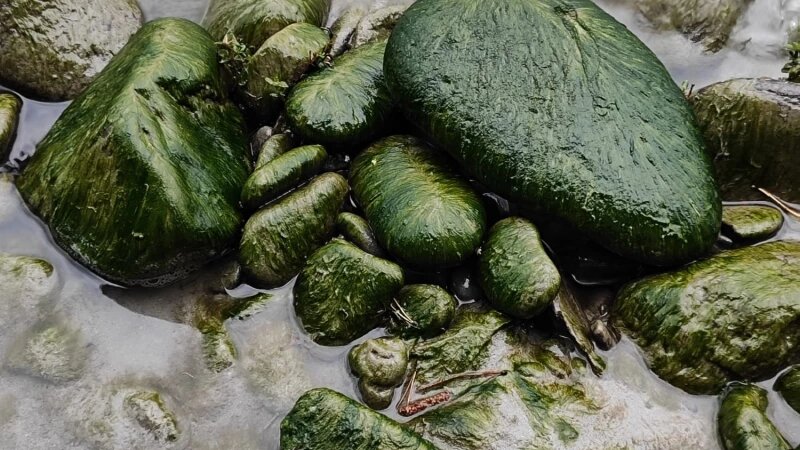     Водоросли зацвели на Катуни. Александр Целовальников