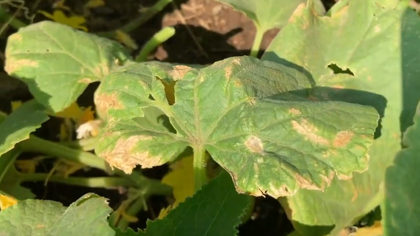 Увядающие огурцы 