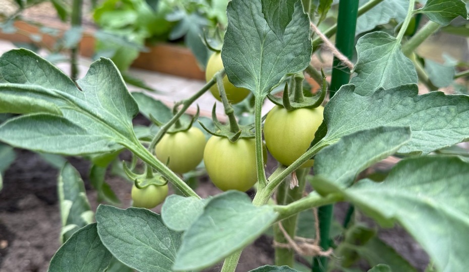 Томаты в теплице. Основные правила ухода