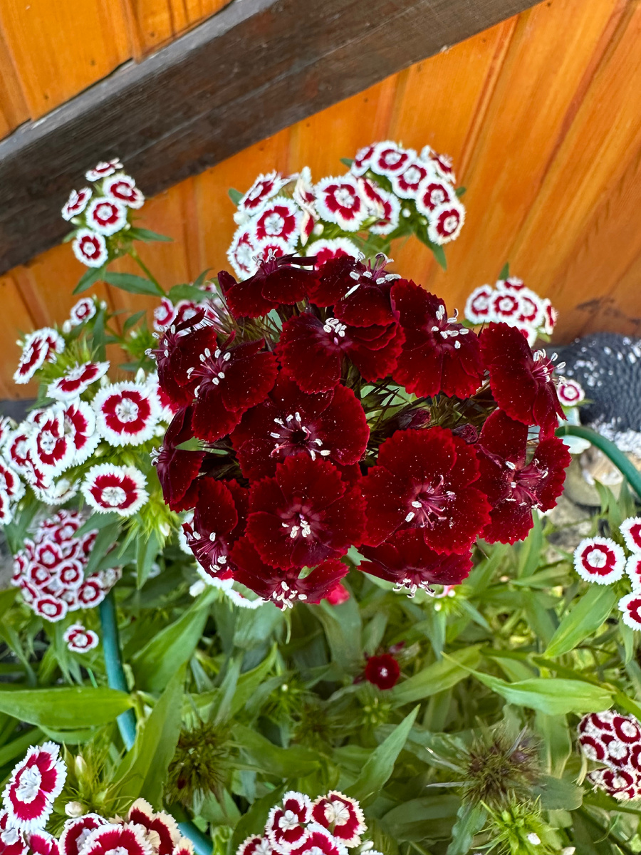 К концу сезона 24 она нарастила шикарные зеленые кусты , которые практически всю зиму были зеленые . Зима была давольно теплой и бесснежной и видеть  зимой не жухлые кустики гвоздики было  очень приятно .  А весной они зазеленели с новой силой и выпустили крепкие цветоносы ! 