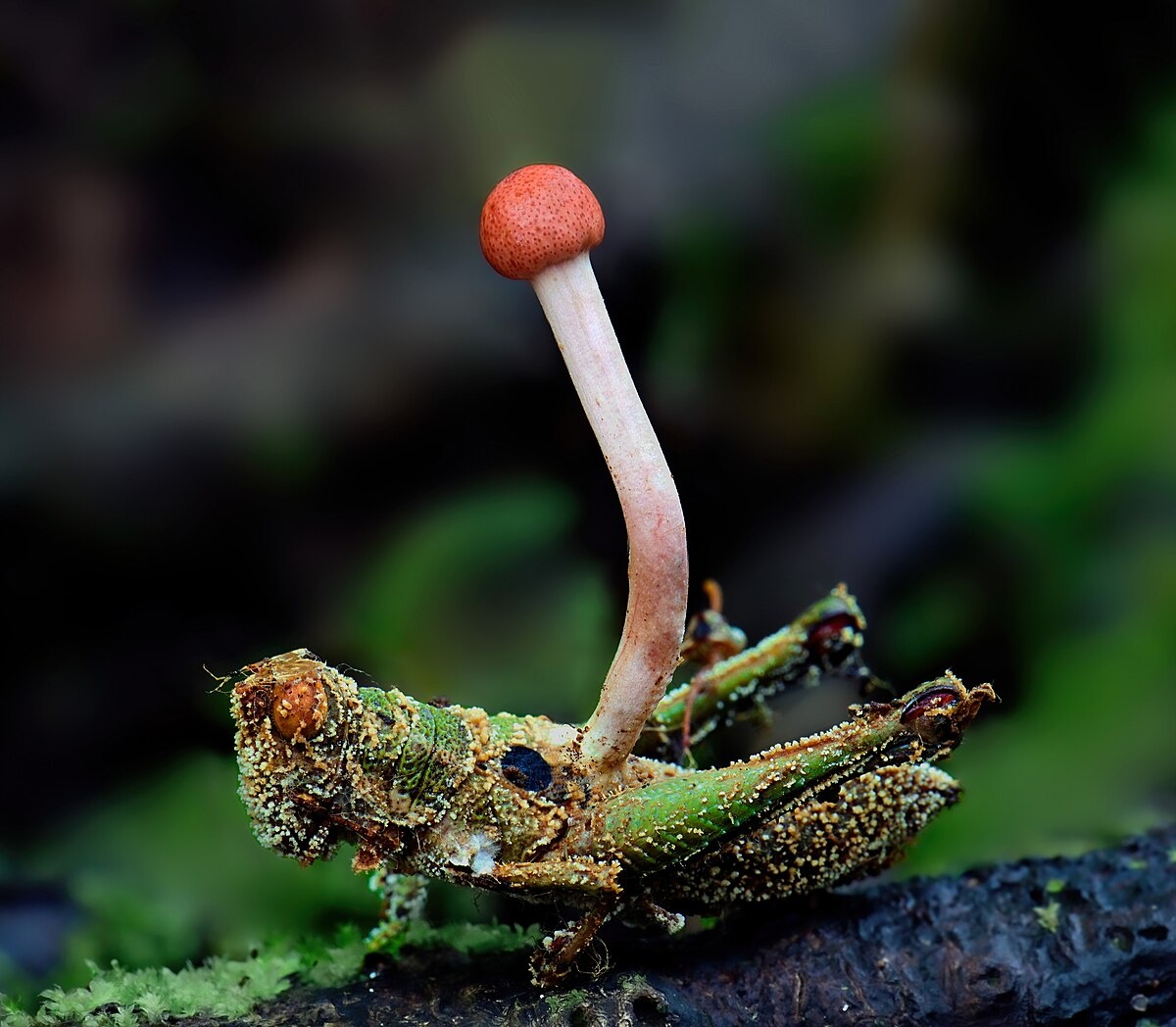 Кордицепс военный (Cordyceps militaris) — гриб-паразит, который селится в различных насекомых. 