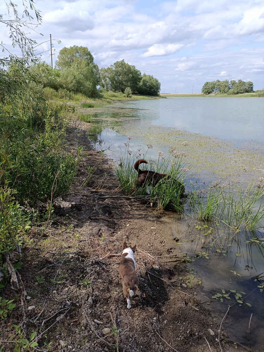 Погода у нас, купаться рискуют только собачки!