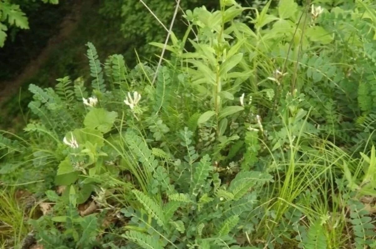    В Лабинском районе Кубани обнаружили растения, занесенные в Красную книгу