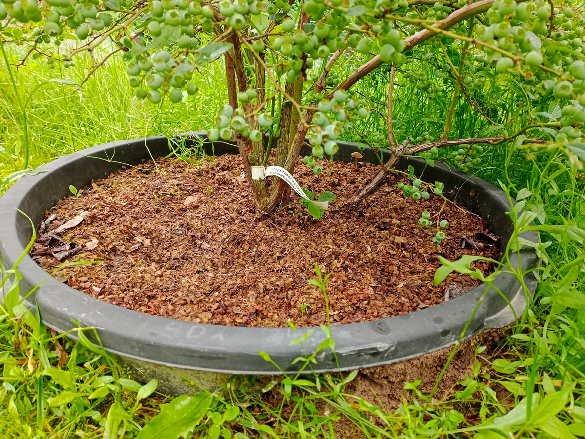 Наш способ посадки