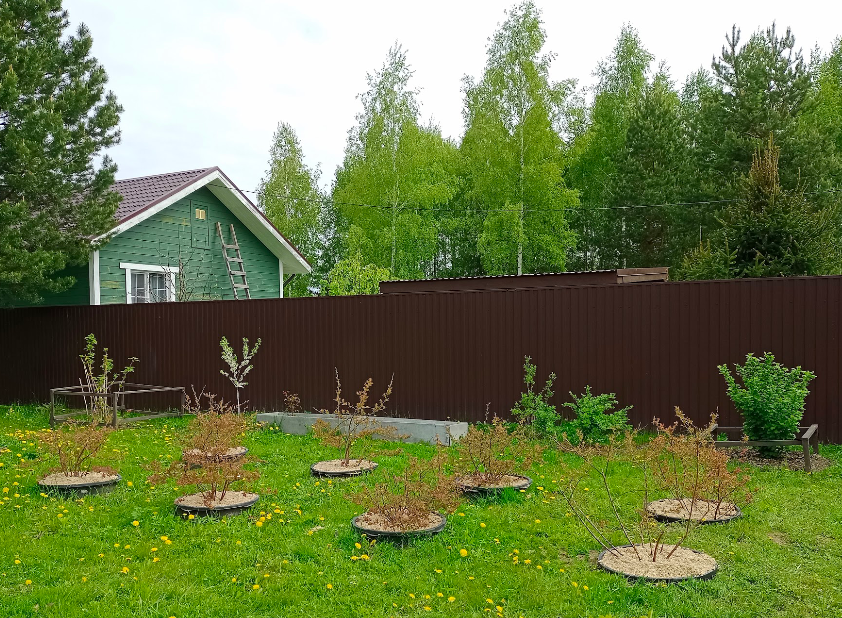 Такой способ посадки ограничивает кислый грунт от основного. 