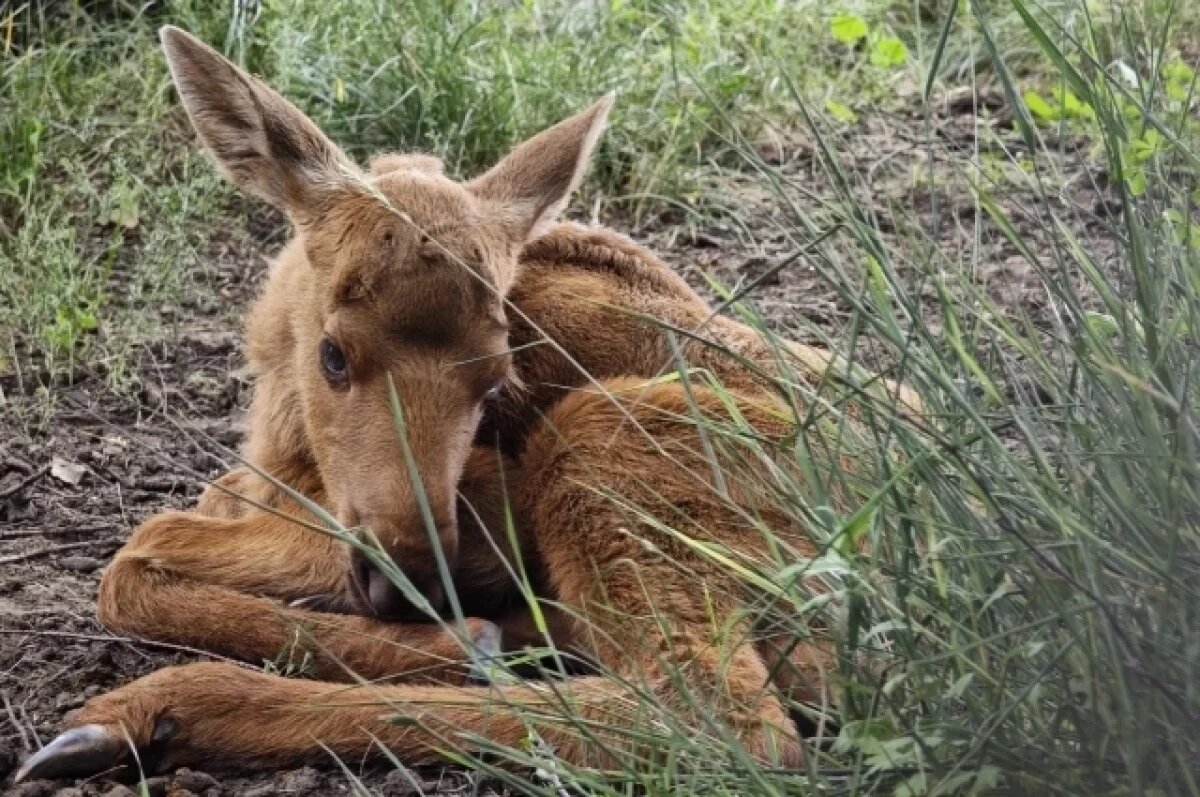    Пара лосей в зоопарке Барнаула впервые стала родителями