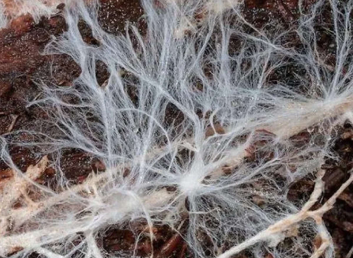 Грибной мицелий