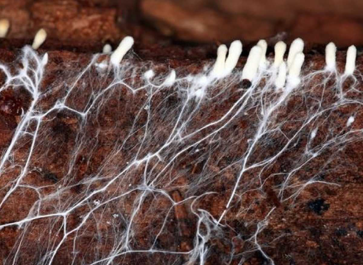 Грибной мицелий