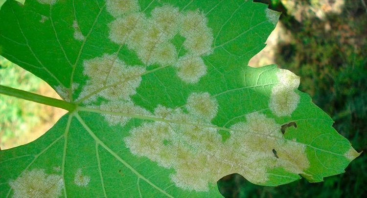 Первая волна оидиума и милдью на винограде: как действовать?