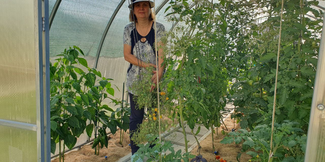 Подкормка томатов, что бы на плодах не было вершинной гнили