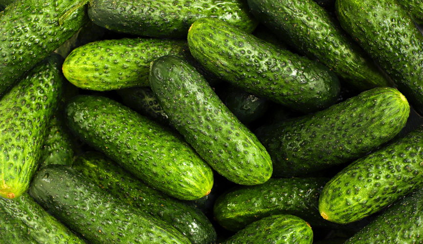 Агроном назвала лучшее удобрение для огурцов в июне