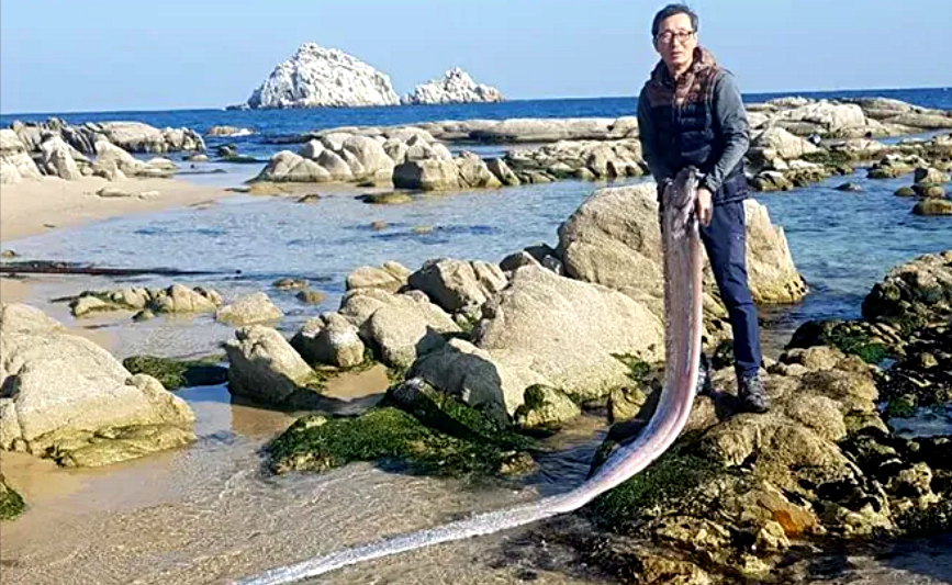 Лат. Regalecus glesne. Источник фото: Legion-Media