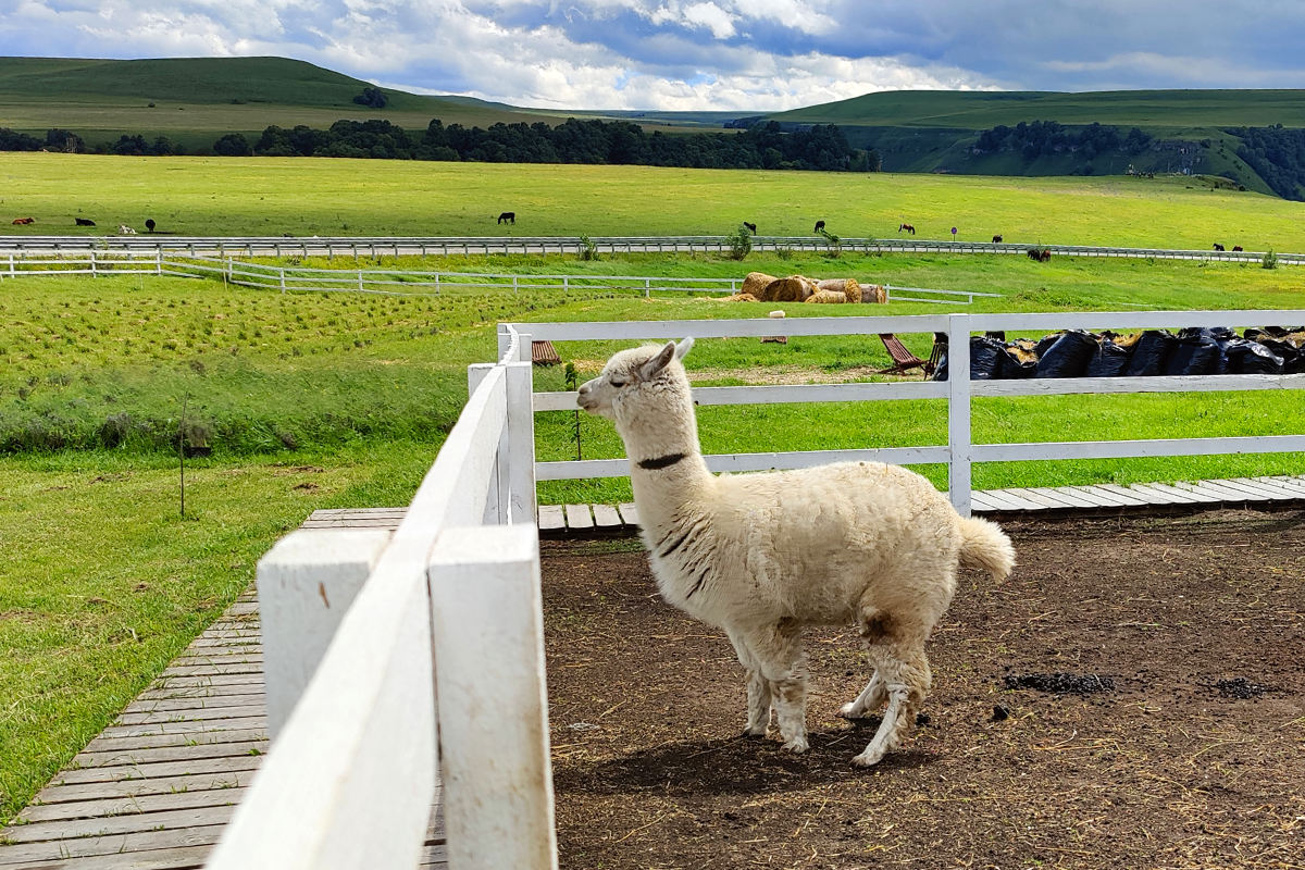 Фото: Мария Карагезова/ТАСС
