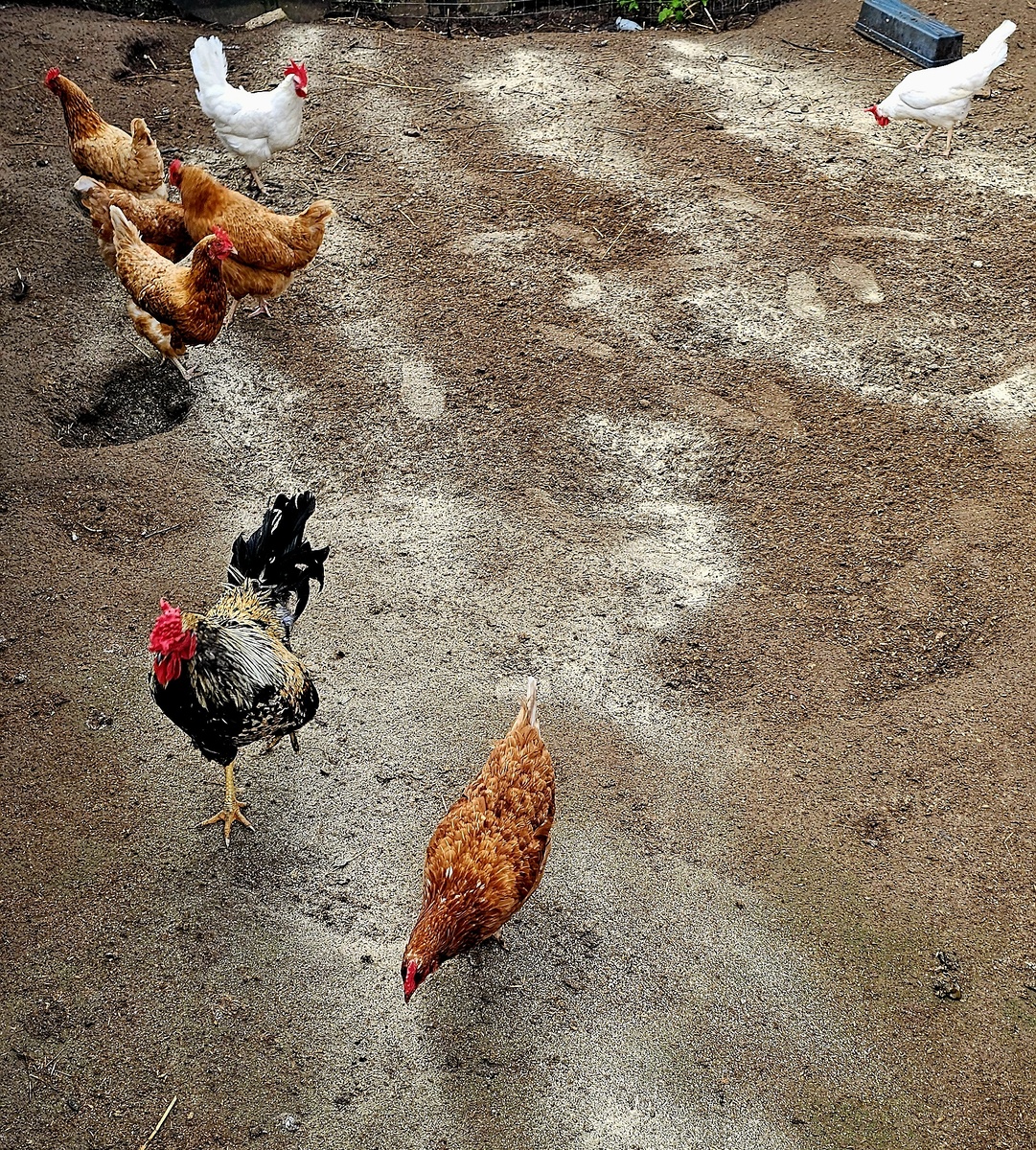 Премикс для кур-несушек (фото: Андрей Л)