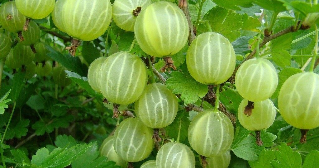 Подкормка крыжовника в конце июня - начале июля