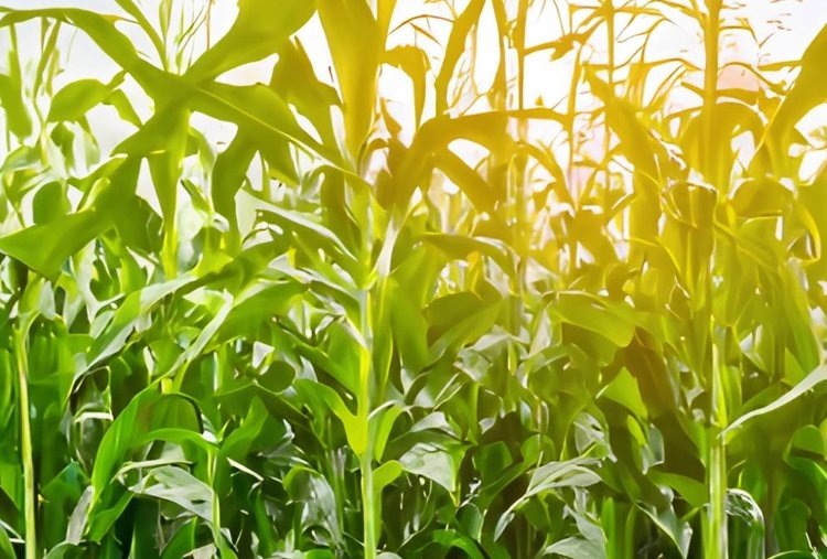    В испанской Галисии наладят производство уитлакоче - кукурузного патогена и деликатесного продукта