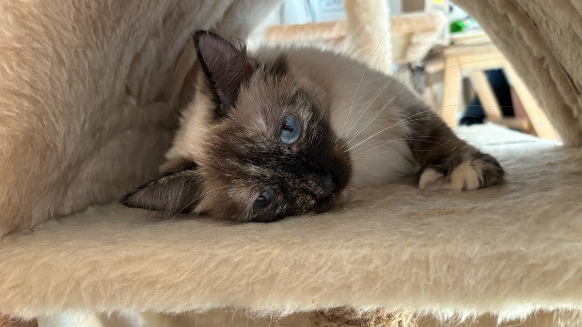    Котокафе «Котофейня» в Ханты-Мансийске закрылось, а питомцы остались