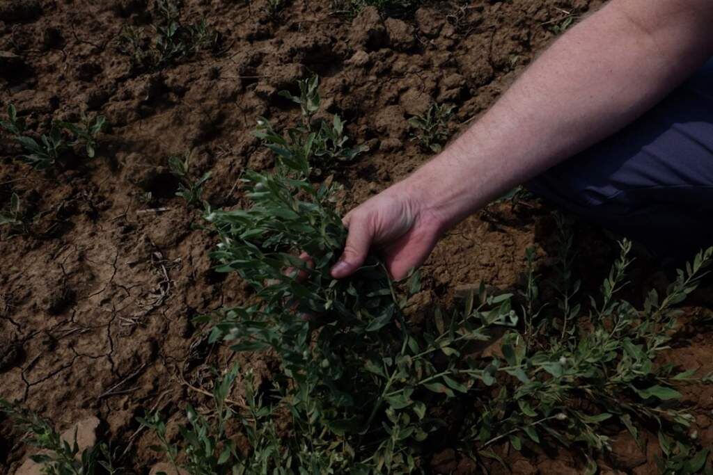    Фото: Россельхознадзор Екатерина Молчанова