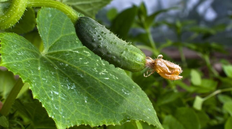 Как победить мучнистую росу на огурцах: личный опыт, мои ошибки и рабочие методы защиты и лечения