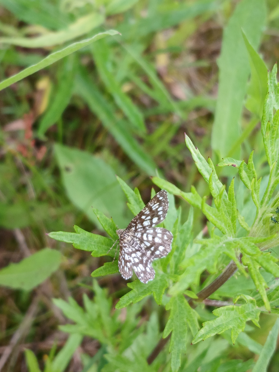 Пяденица кружевная
