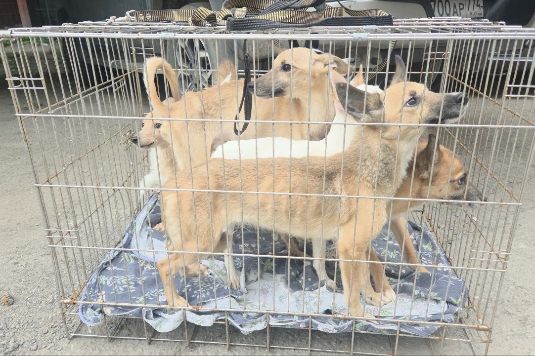 О ситуации узнали знакомые женщины и попросили помощи у волонтеров. Фото: скриншот видео. Предоставлено КП-Челябинск.