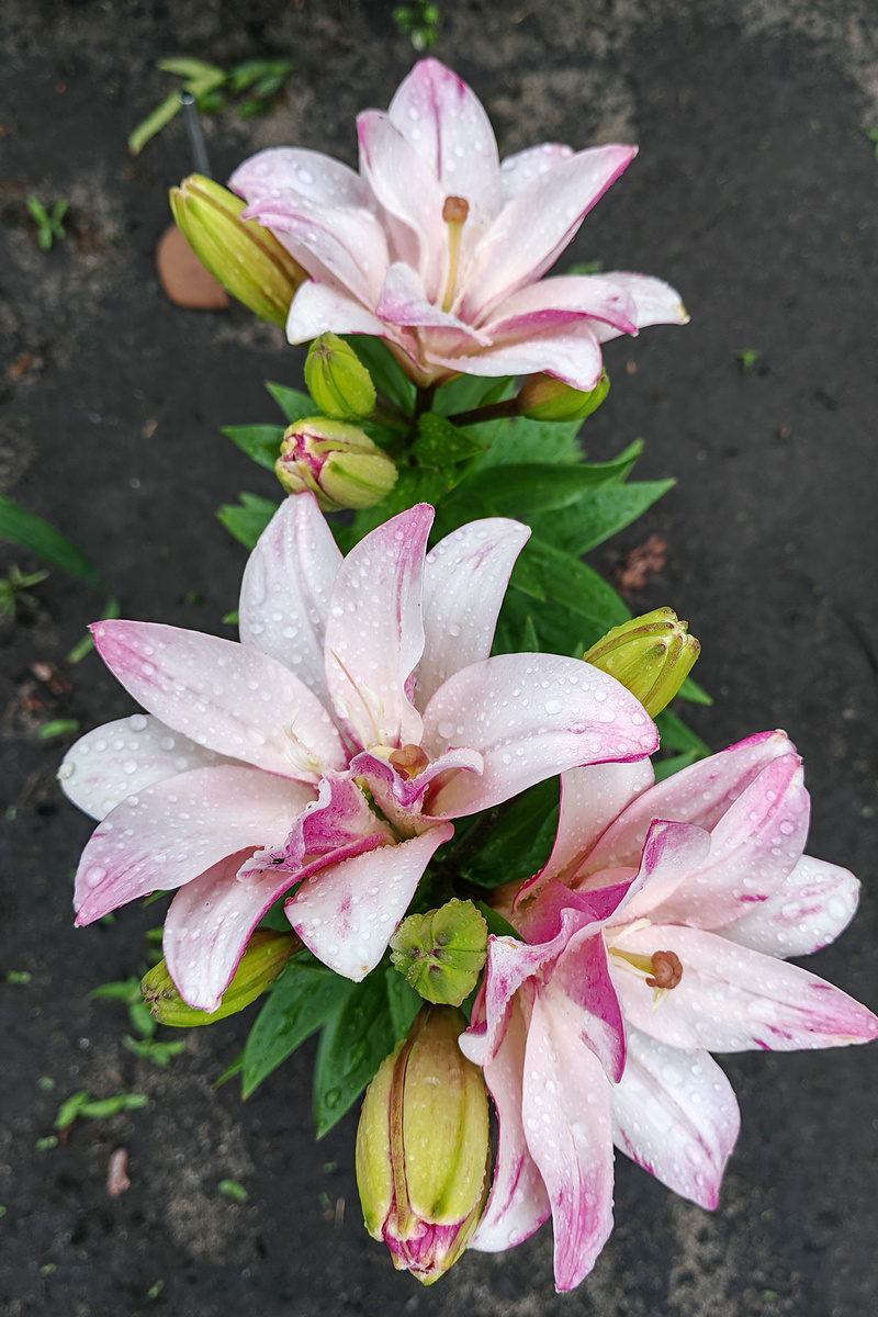 Спринг Пинк