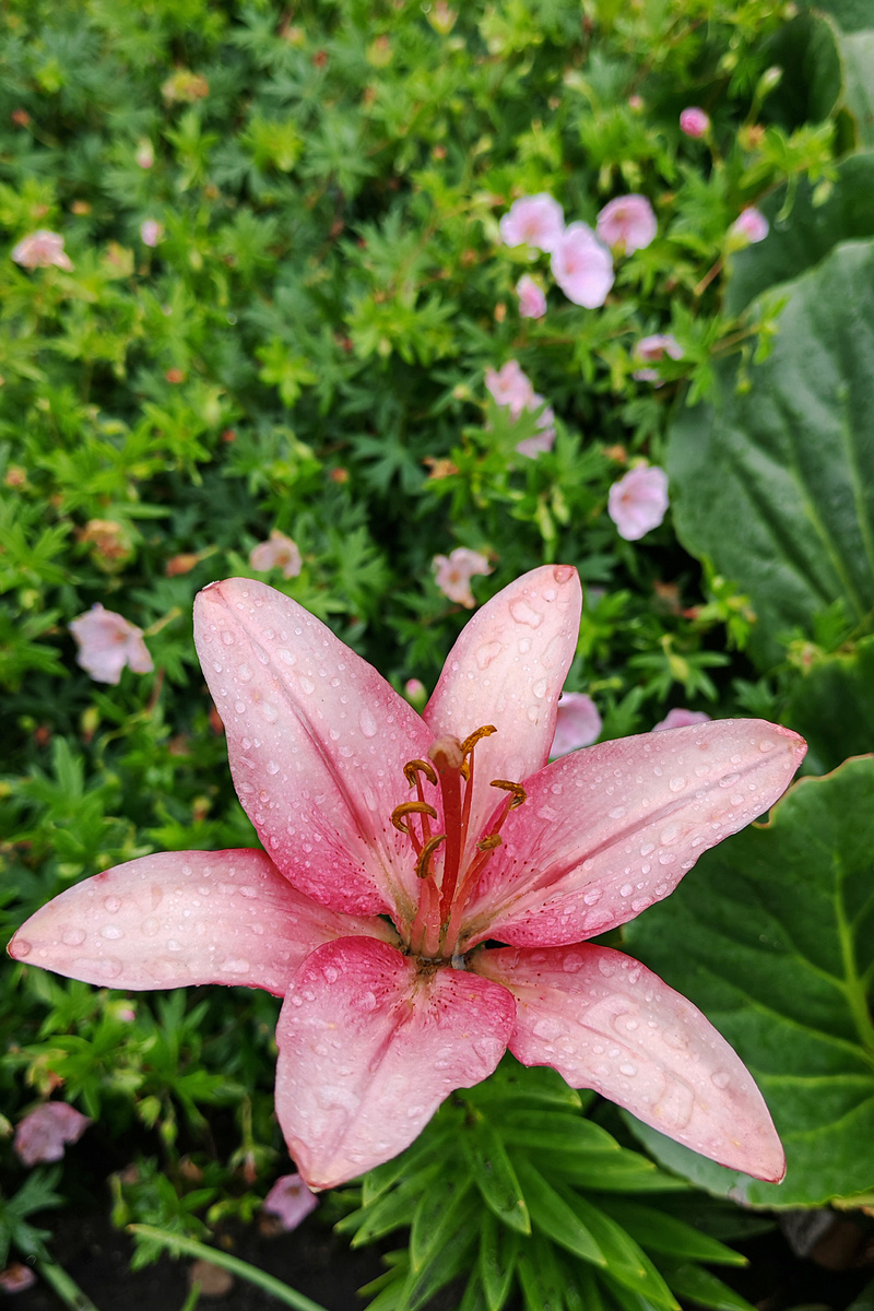 Конфетти Джой