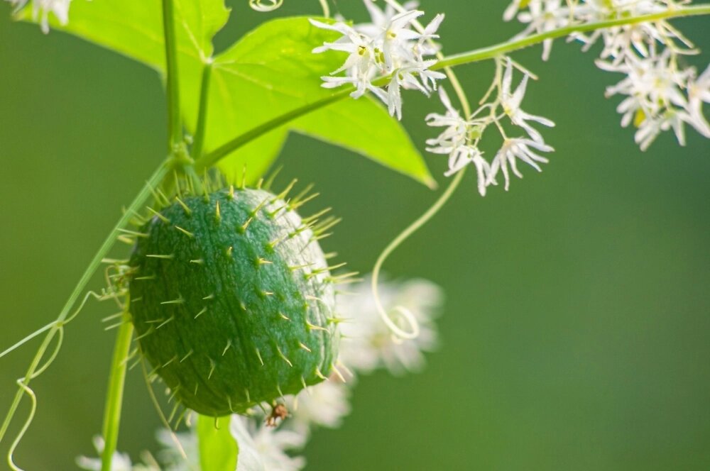    Эхиноцистис. Фото: istockphoto.com