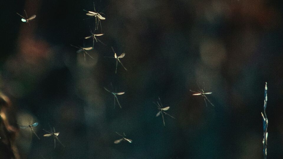    Комары. Источник: unsplash.com