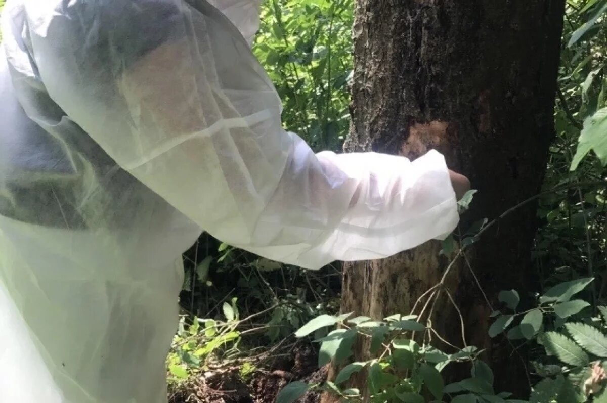    В ярославском лесу ввели карантин из-за вредного насекомого