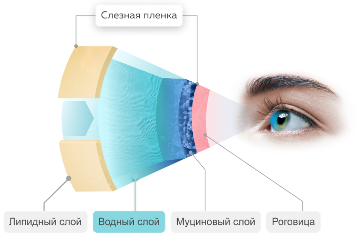 Так устроена слезная пленка: в ней несколько слоев, и водный — самый объемный