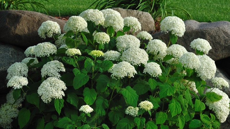  Результат применения аптечного средства - такого размера соцветий добился впервые