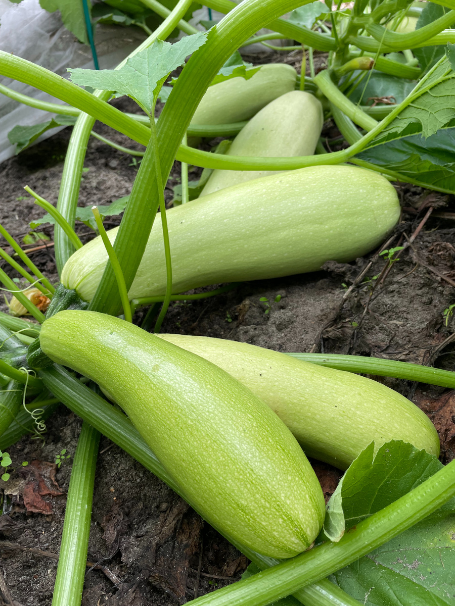 загнивает клончик кабачка